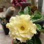 4 PCS Seeds Adenium Yellow Petals Dark Red Thick Stripe Flower