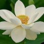 80 PCS Seeds White Nelumbo Nucifera Lotus