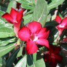 4 PCS Seeds Adenium Dark Red Petals Flower