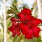 4 PCS Seeds Adenium Dark Red Petals Flower