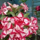 4 PCS Seeds Adenium Mixed Yellow White Petals with red stripe Flower 4 PCS Seeds Adenium Mixed Yellow White Petals with red stripe Flower