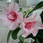 4 PCS Seeds Adenium Whitish Pink Petals with Purple Stripe & Centre Flower