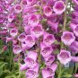 100 PCS Seeds Beautiful Pink Foxgloves Flower