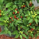 50 PCS Seeds Bonsai 'Pearl' Pepper Chile Vegetables