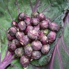 60 PCS Seeds Heirloom Purple Cabbage Organic Vegetables 60 PCS Seeds Heirloom Purple Cabbage Organic Vegetables