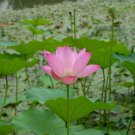 2 PCS Seeds Light Pink Fragrant Nelumbo Nucifera Lotus Flower 2 PCS Seeds Light Pink Fragrant Nelumbo Nucifera Lotus Flower