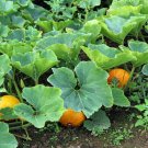 20 PCS Seeds Vegetables The Pumpkin Seedling