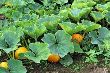 20 PCS Seeds Vegetables The Pumpkin Seedling