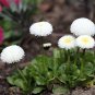 120 PCS Seeds White Daisies Dwarf Bellis Perennis