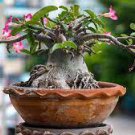 2 PCS Seeds Adenium