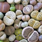 200 PCS Seeds Bonsai Lithops Plants Mix Varieties Succulent Plant Living Stone 200 PCS Seeds Bonsai Lithops Plants Mix Varieties Succulent Plant Living Stone