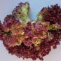 2000 PCS Seeds Peking Fu Purple Red Lettuce
