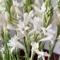 80 PCS Seeds Polianthes Tuberosa Tuberose Flower