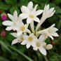 80 PCS Seeds Polianthes Tuberosa Tuberose Flower