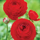 40 PCS Seeds Ranunculus asiaticus Dark Red Blooms Flower 40 PCS Seeds Ranunculus asiaticus Dark Red Blooms Flower