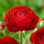 40 PCS Seeds Ranunculus asiaticus Dark Red Blooms Flower