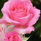 100 PCS Seeds Rose Lovely Pale Pink Rose Flower