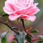 100 PCS Seeds Rose Lovely Pale Pink Rose Flower