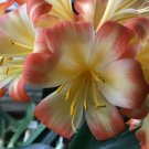 200 PCS Seeds Mixed 8 Types of Clivia Indoor Ornamental Clivia Flowers Potted Plants