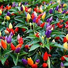 100 PCS Seeds Mixed Colorful Hot Colorful Pod Pepper Chili