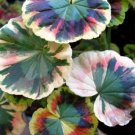 200 PCS Seeds Rare Geranium Colroful Leaves