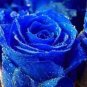 100 PCS Seeds Water Blue Rose