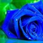 100 PCS Seeds Water Blue Rose