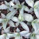 40 PCS Seeds Agave Mix Seeds Century Plant - Many Unique Succulent Plant