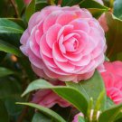 100 PCS Seeds Common Camellia Pink Flowers