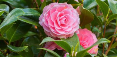 100 PCS Seeds Common Camellia Pink Flowers