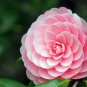 100 PCS Seeds Common Camellia Pink Flowers