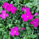 400 PCS Seeds Creeping Thyme Rock CRESS Plant Mixed Pink and White Colors 400 PCS Seeds Creeping Thyme Rock CRESS Plant Mixed Pink and White Colors
