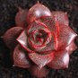 600 PCS Seeds Echeveria Purpusorum Fresh Ones Red Spot Veriety