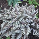 400 PCS Seeds Fern Greyish Green Color