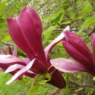 200 PCS Seeds Magnolia Garden Plants