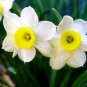 40 PCS Seeds Narcissus Flower Mixed 9 Colors Flowers