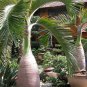 100 PCS Seeds Sago Cycas Blue Plant