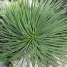 20 PCS Seeds Agave Stricta Seeds Hedgehog Agave