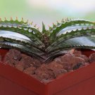 20 PCS Seeds Aloe Branddraaiensis Garden Plants