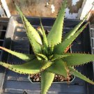 20 PCS Seeds Aloe Broomii Garden Plants
