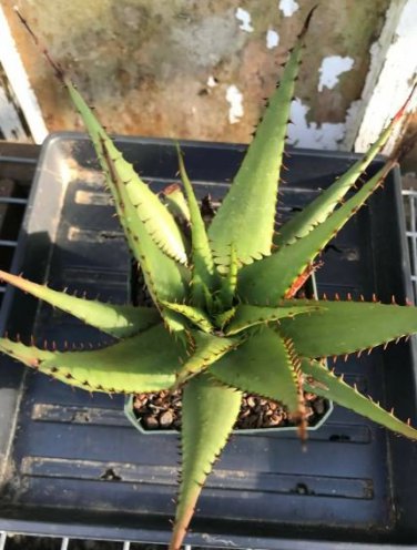 20 PCS Seeds Aloe Broomii Garden Plants