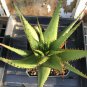 20 PCS Seeds Aloe Broomii Garden Plants