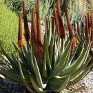 20 PCS Seeds ALOE Castanea Garden Plants