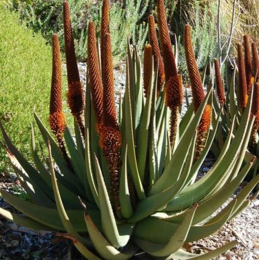 20 PCS Seeds ALOE Castanea Garden Plants