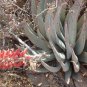 20 PCS Seeds Aloe Claviflora Kraal Aloe Garden Plants