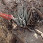 20 PCS Seeds Aloe Claviflora Kraal Aloe Garden Plants