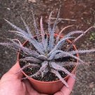 20 PCS Seeds Aloe Parvula Garden Plants