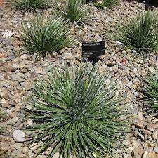 20 PCS Seeds Agave geminiflora Succulents Garden Plants