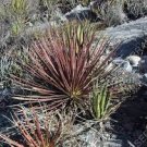 20 PCS Seeds Agave Stricta Rubra