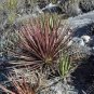 20 PCS Seeds Agave Stricta Rubra